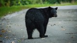 New Jersey Woman Mauled by Bear While Checking Her Mail