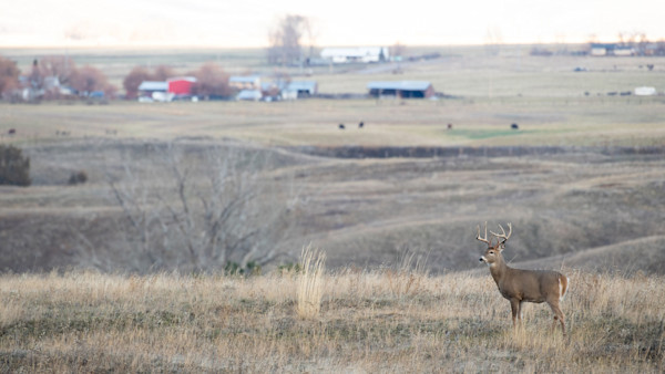 How to Deer Hunt Big Tracts of Public Land