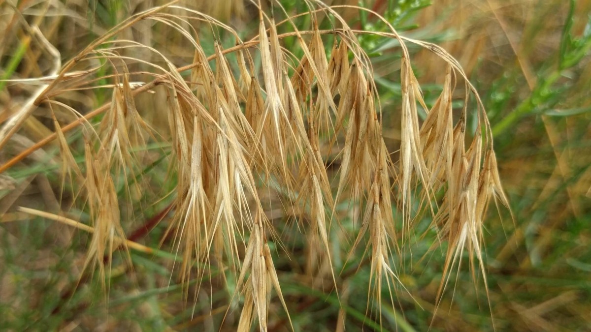 What is Cheatgrass, and Why is it so Bad for Mule Deer?  