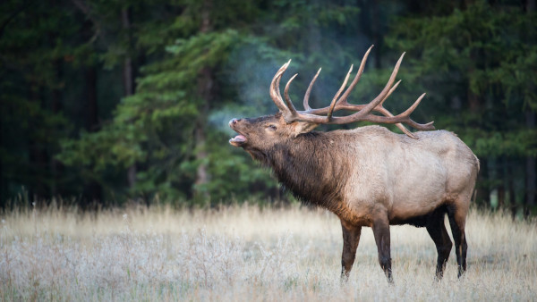 Study: Elk Bugle in Local Dialects 
