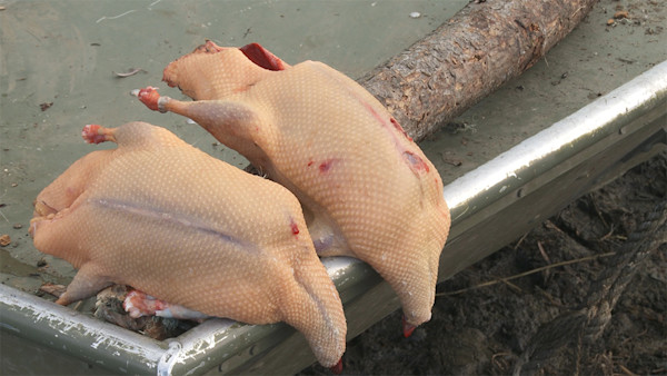 Tips for Gutting Feathered Small Game