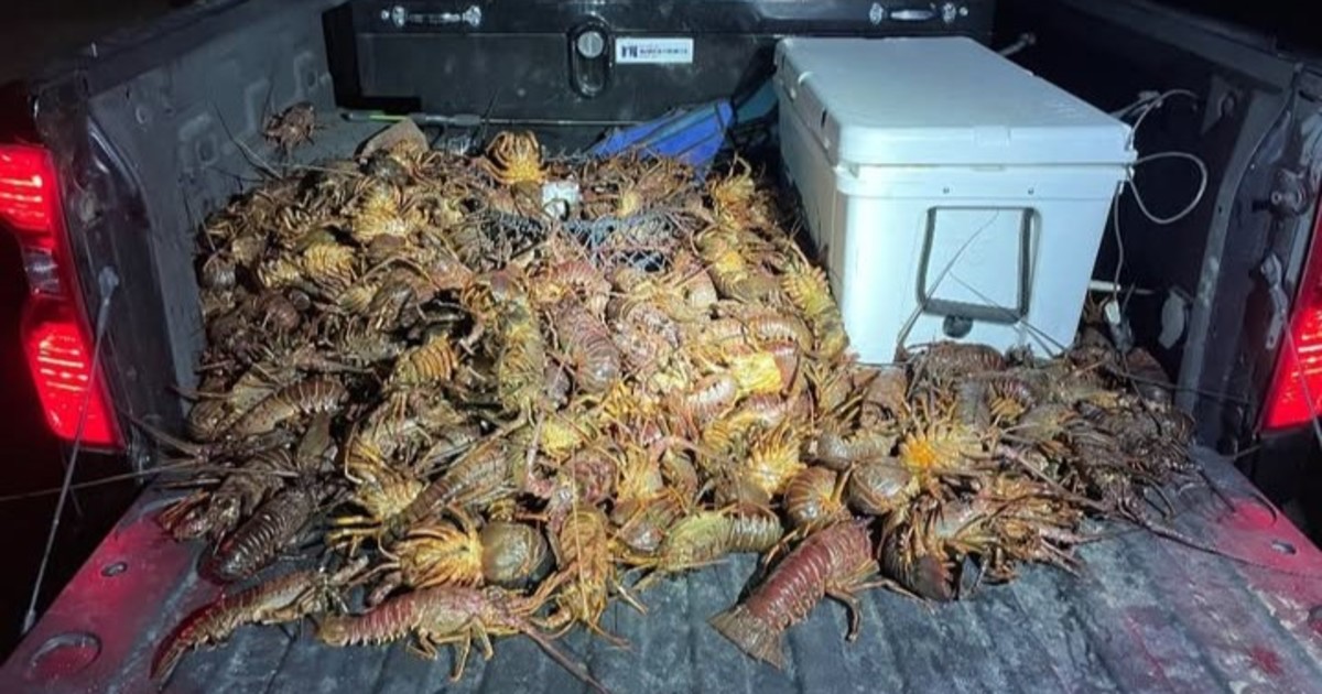 California Poachers Caught Red-Handed with Stunning Number of Spiny Lobsters