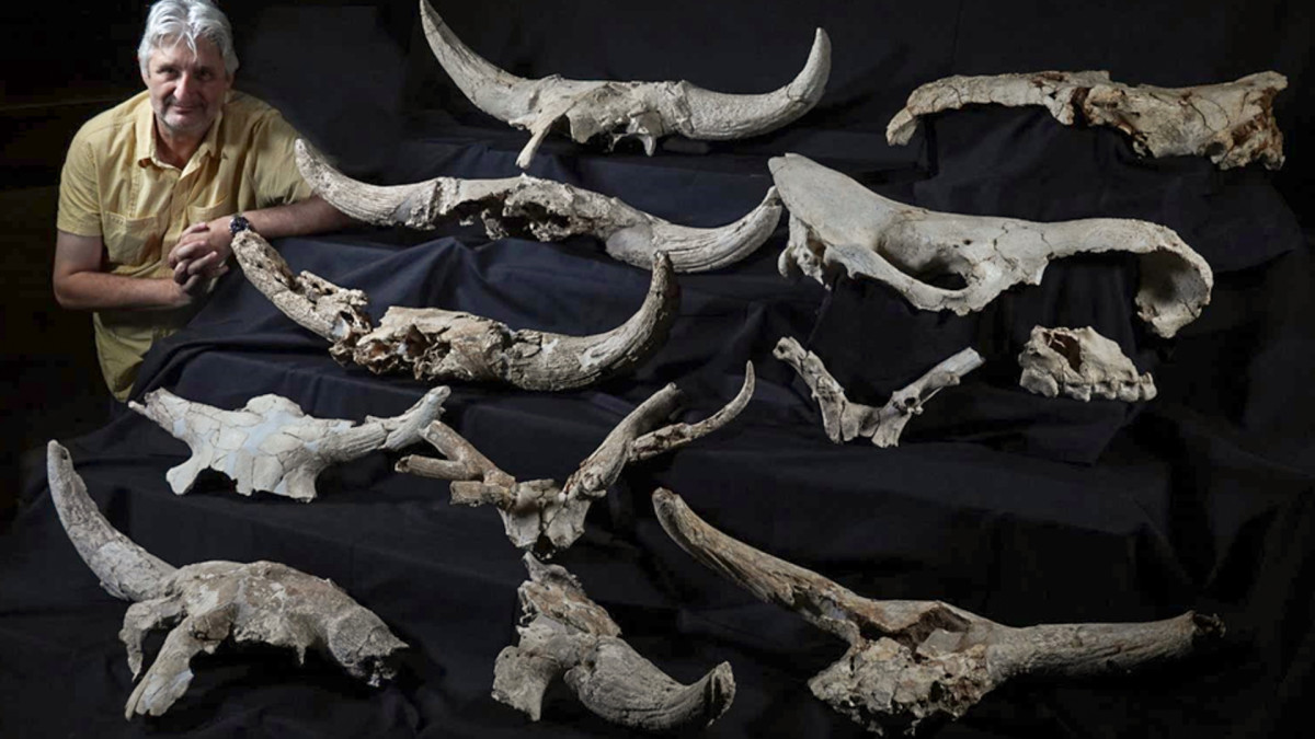 Study: Neanderthals Displayed Trophy Antlers, Too