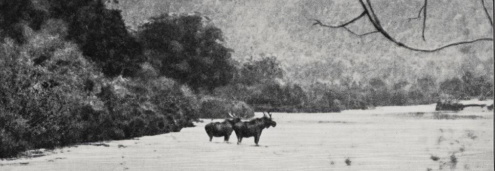 Two bull moose standing in the Seaforth River.