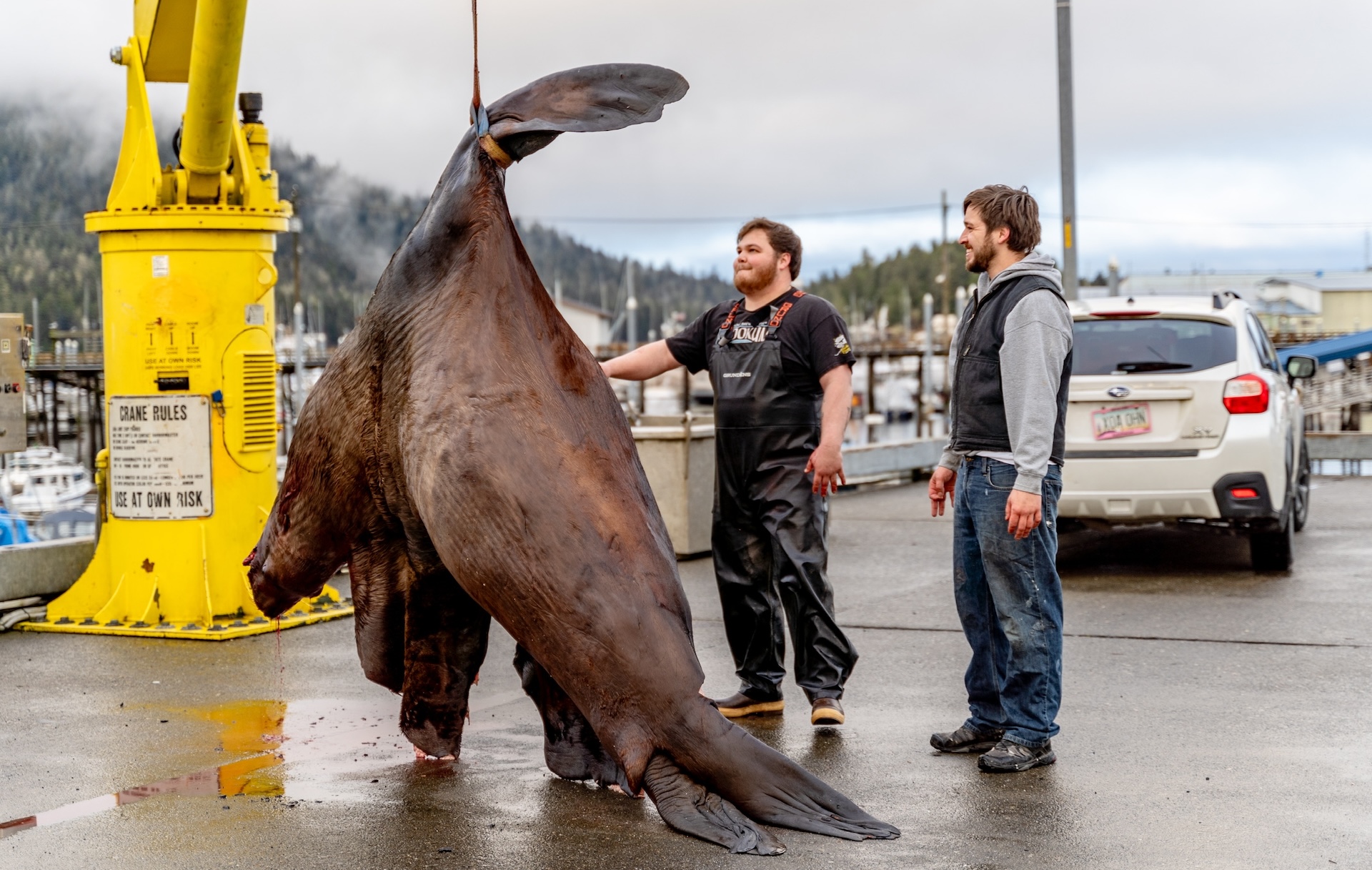 sea lion on crane