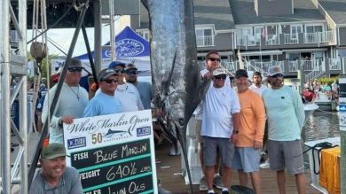 640-Pound Marlin Nets Largest Purse in Competitive Fishing History