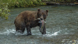 Is Washington About to Get Grizzly Bears?