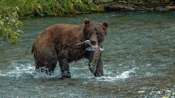 Is Washington About to Get Grizzly Bears?