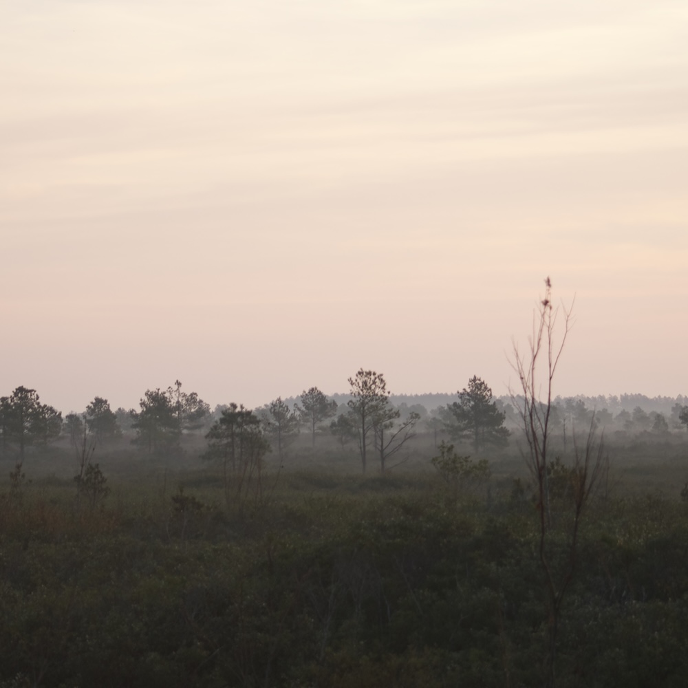 Pocosin Lakes and Alligator River National Wildlife Refuges