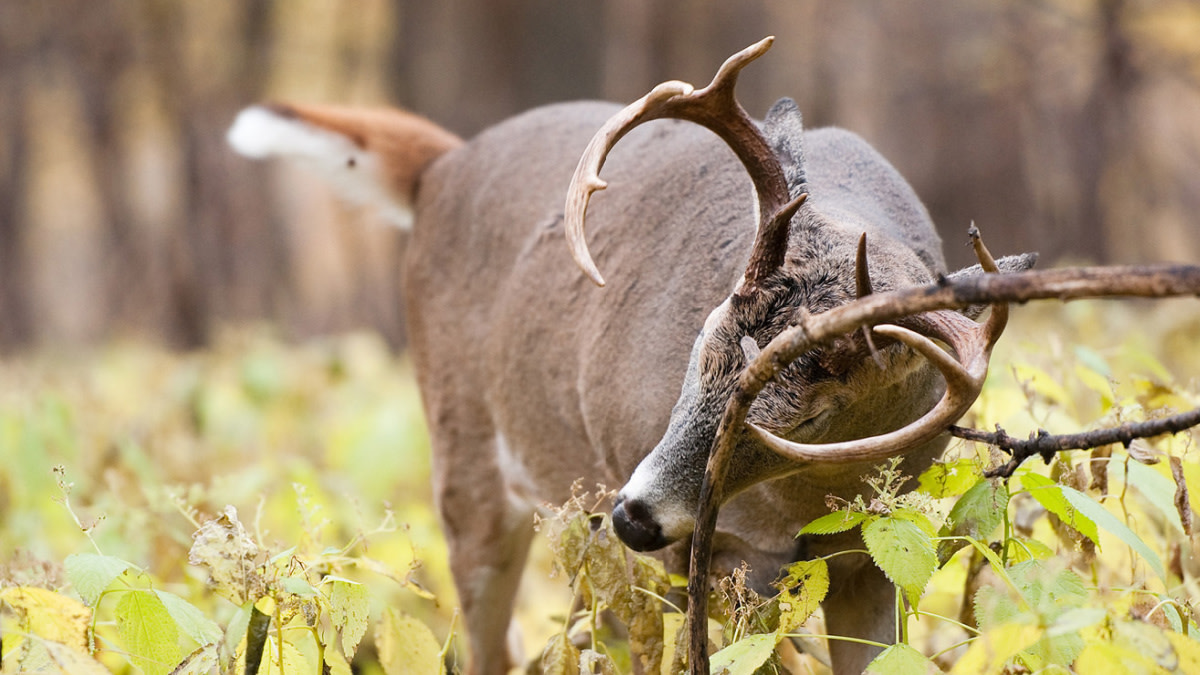 What You Need to Know About Whitetail Buck Glands