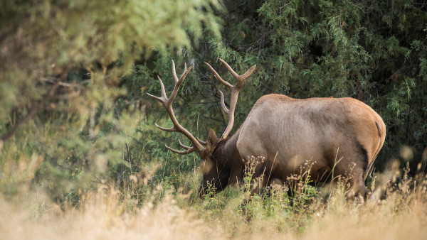 How to Kill a Bull Elk on Opening Day
