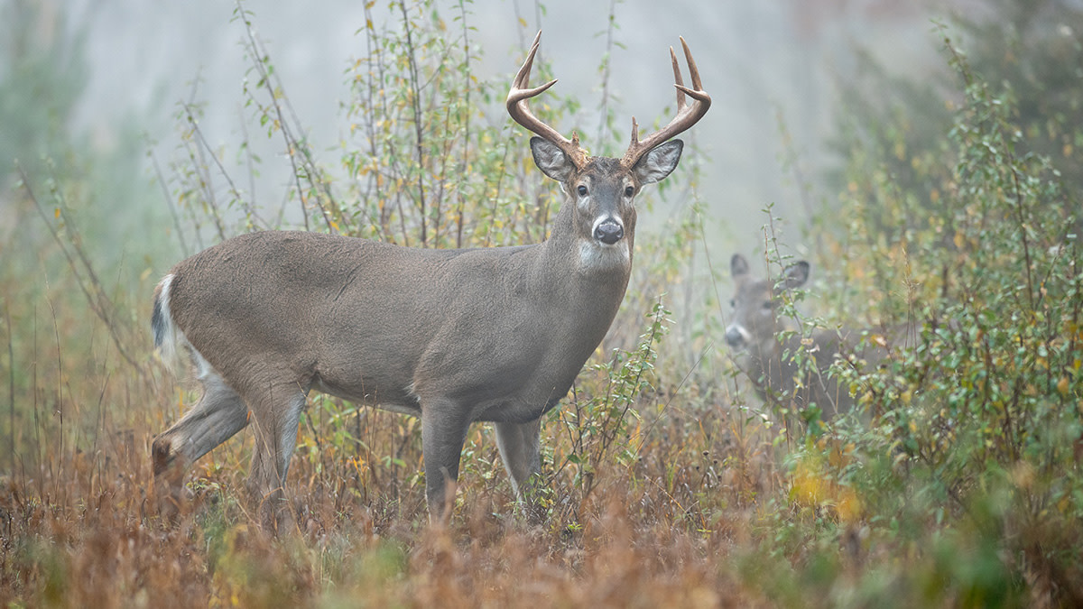 5 Ways to Have Better Rut Hunts