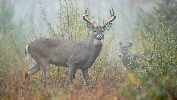 5 Ways to Have Better Rut Hunts