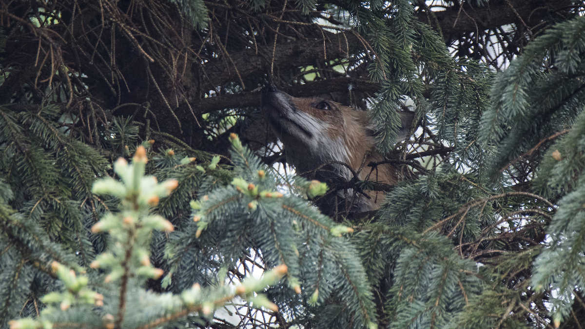 red fox in a tree