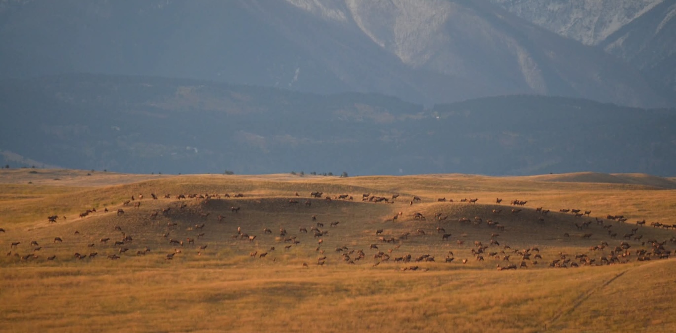 Elk Mange Mega Herd