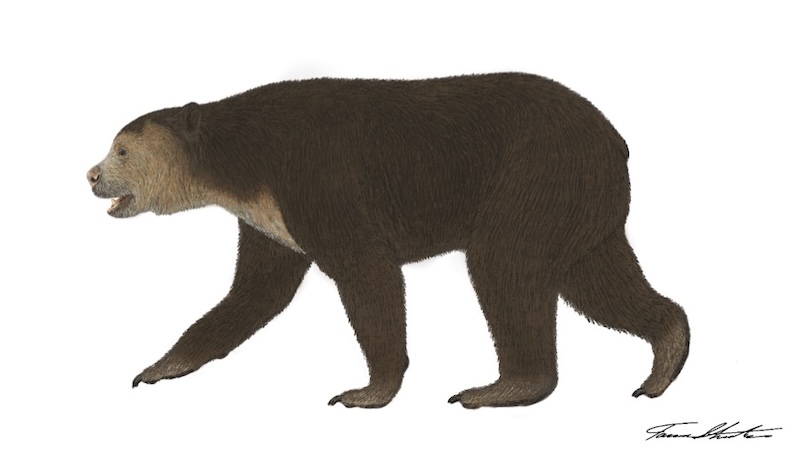 South American Short Faced Bear