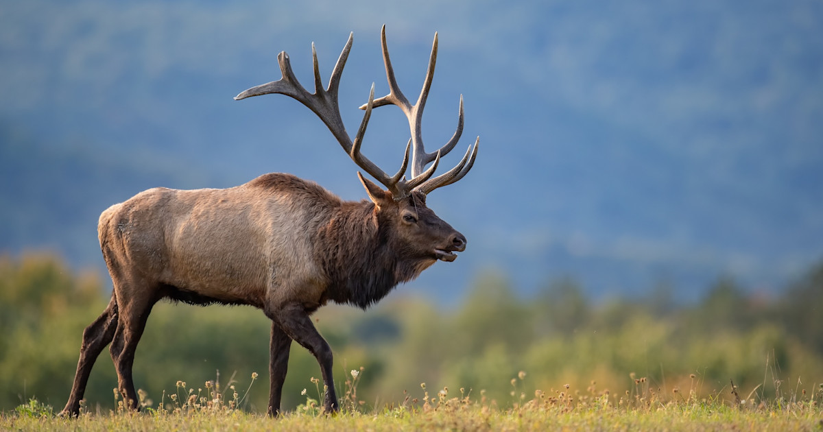 Arizona Man Sentenced to Federal Prison for Illegally Guiding Hunts in Colorado