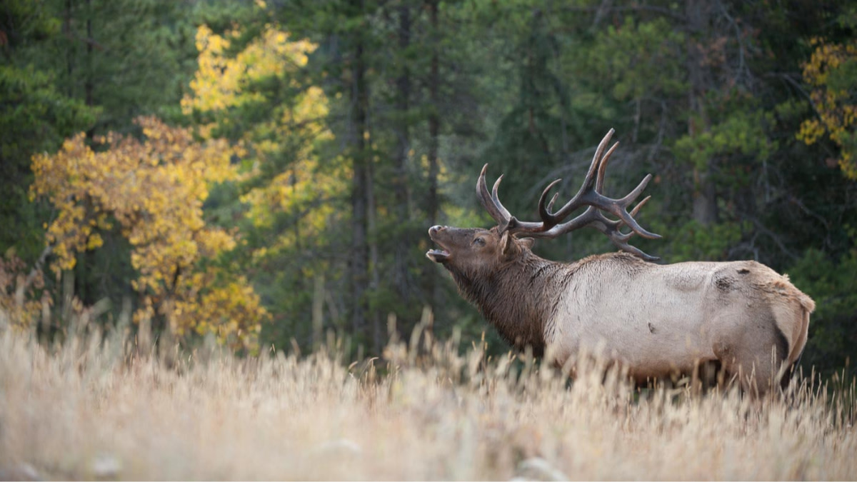 How to Kill a Pressured Bull | MeatEater Hunting