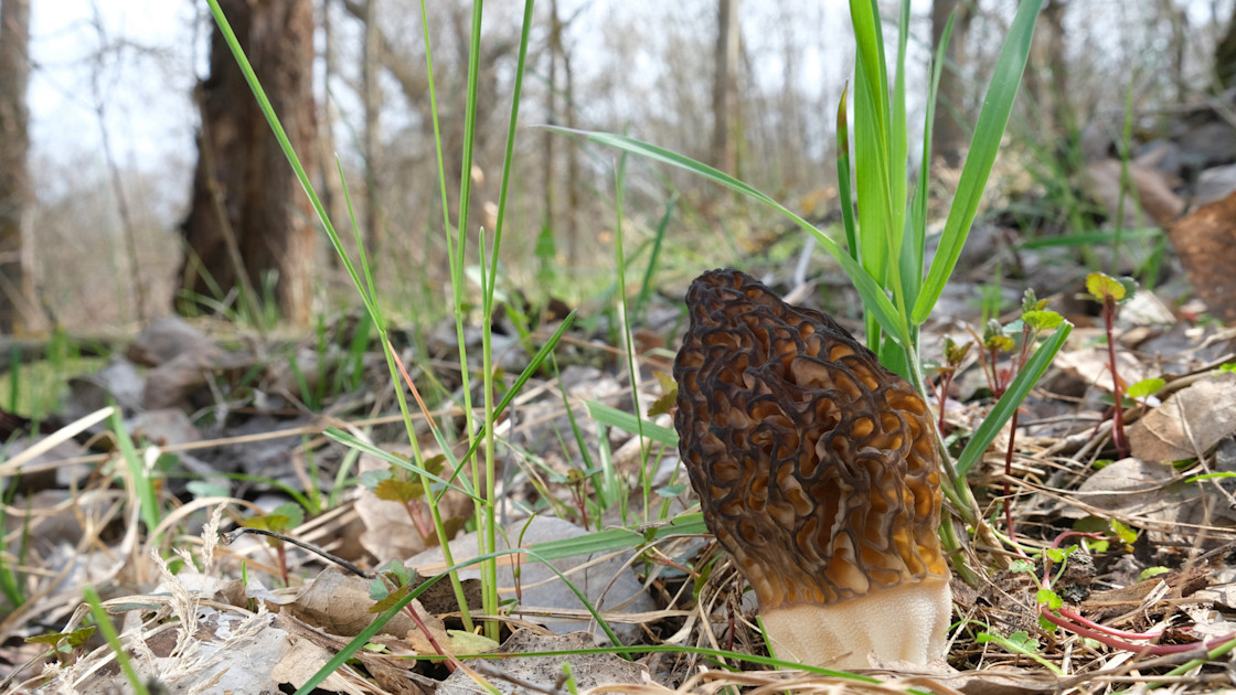 Missouri Morel Hunter Finds Body in Woods MeatEater Conservation News