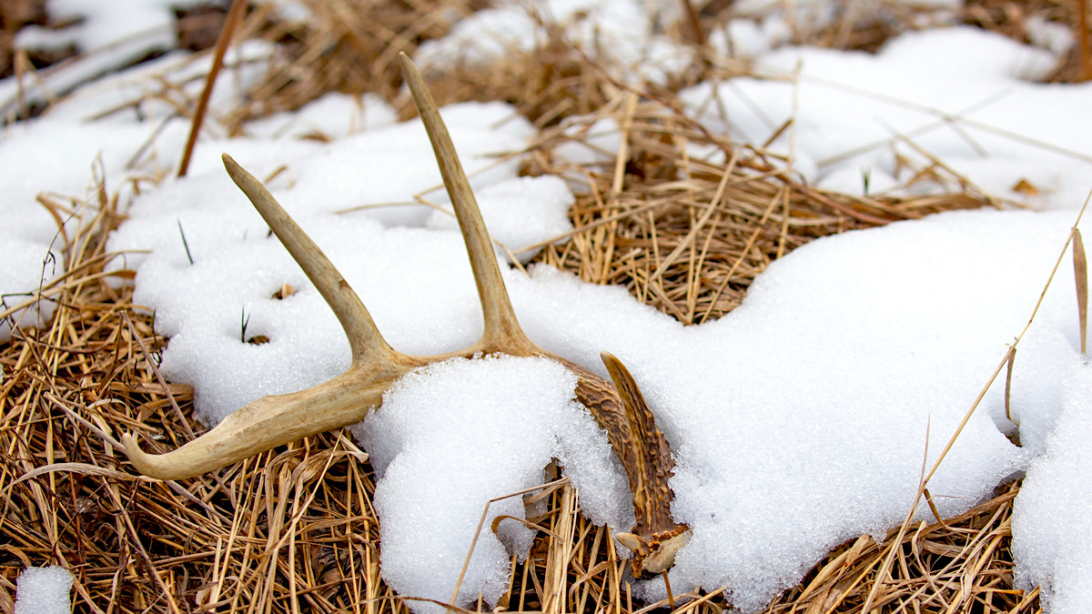 Why I Don't Bother Shed Hunting