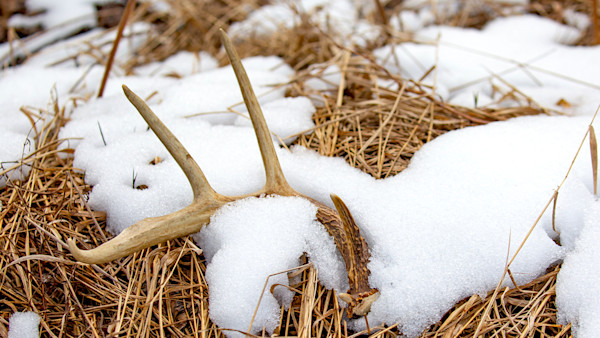 Why I Don't Bother Shed Hunting