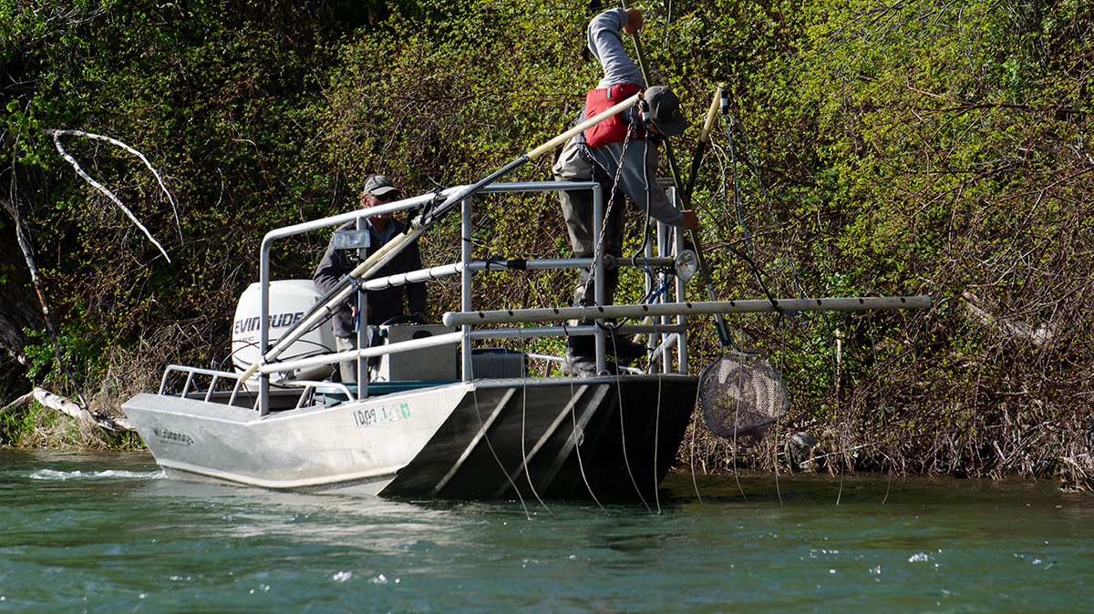 Shock and Awe:' Suppressing Rainbow Trout on the South Fork of the Snake  River