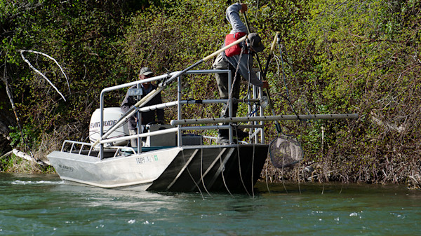 ‘Shock and Awe:’ Suppressing Rainbow Trout on the South Fork of the Snake River