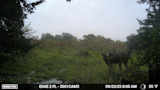 3 In-Season Trail Camera Mistakes That Will Cost You a Buck