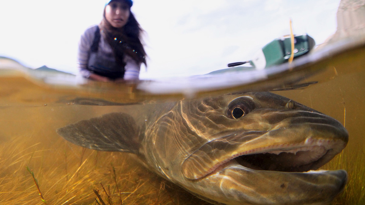 Fish Facial Recognition: Technology to Help Fish Stocks