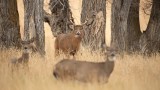 Should the Feds Manage Deer in the US?