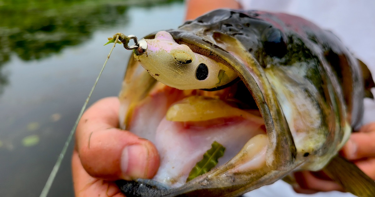 bass on frog lure 5PCS Topwater Lures Set with Box, Realistic Soft Hollow Body Fishing Lures for Snakehead Pike Bowfin, Weedless Freshwater Simulated Frog Baits : Sports & Outdoors The all new Snag Proof Zoo Kick Topwater Frog takes the Original Design of the infamous Wobbletron Frog and redesigns it with unique features and upgraded performance to get you Bit How to Use a Frog