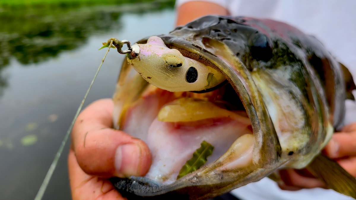 Frog Fishing Bass in Tall Grass 