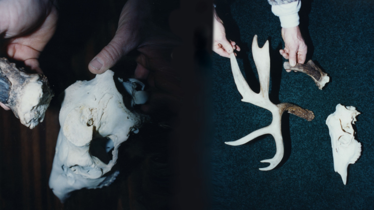 A whitetail buck skull with a cranial abscess shown. 