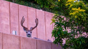 'Catch Me If You Can': Michigan Man Accused of Poaching Nine Deer in Wyoming Town