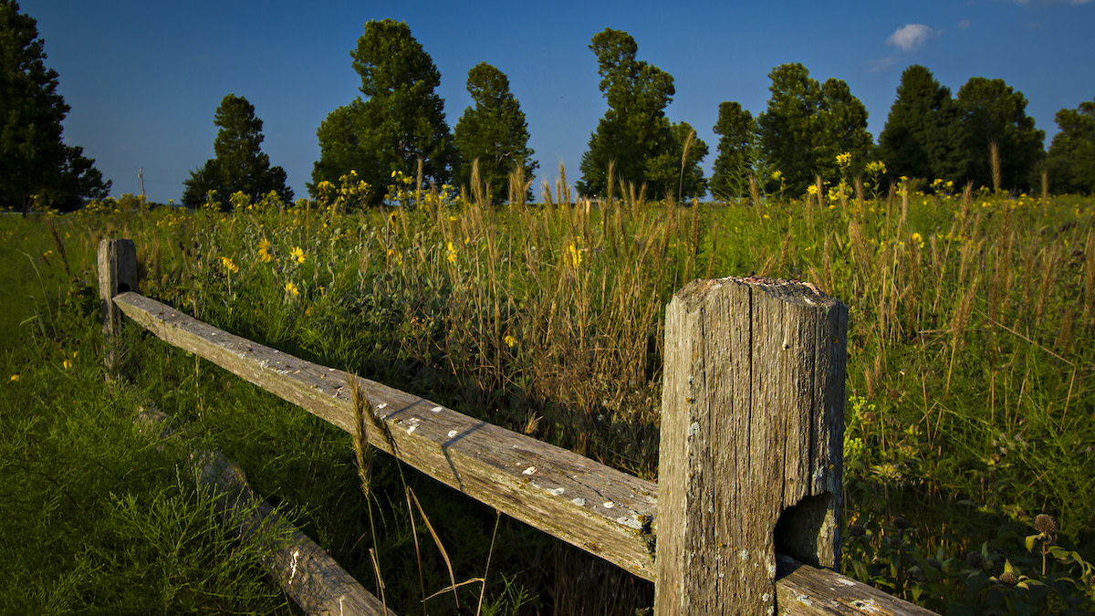 How to Make Your Backyard More Biodiverse