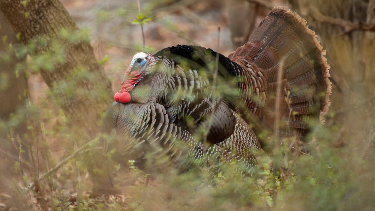 3 Turkey Shot Opportunities You Shouldn't Take
