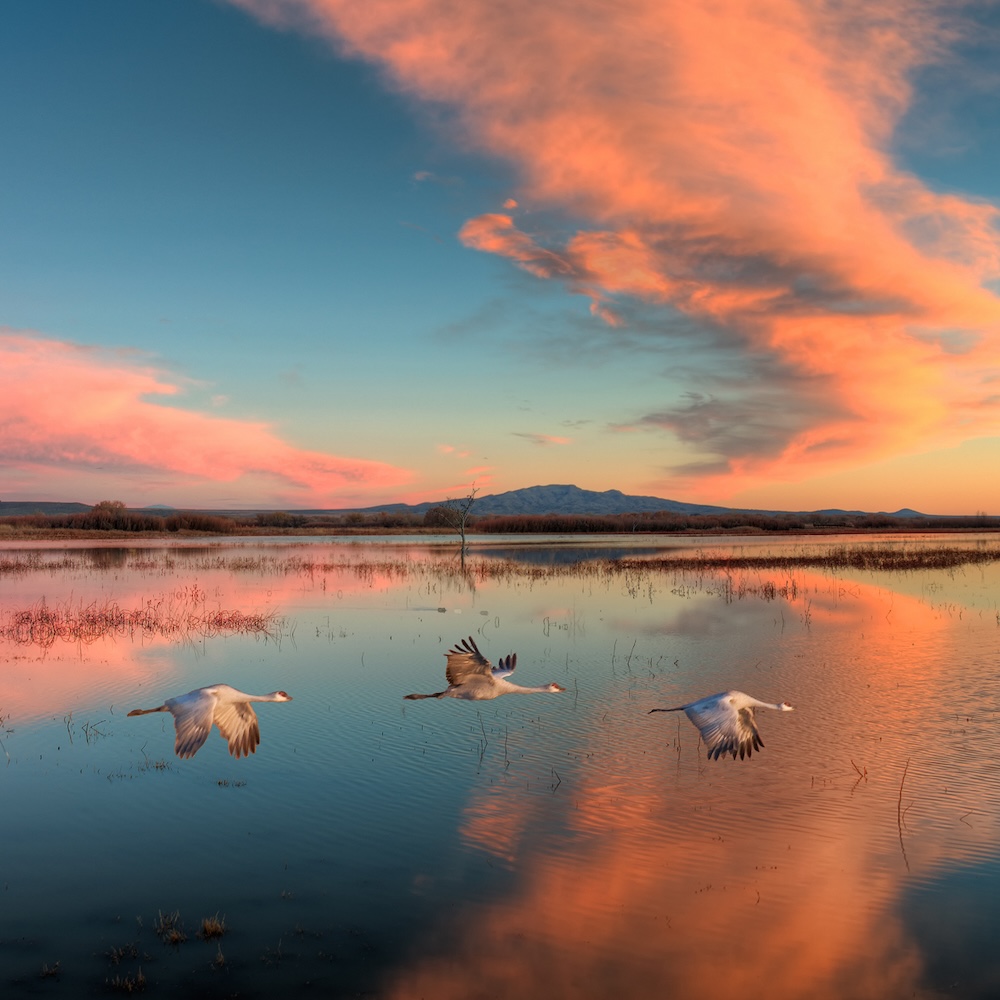 Bosque del Apache National Wildlife Refuge
