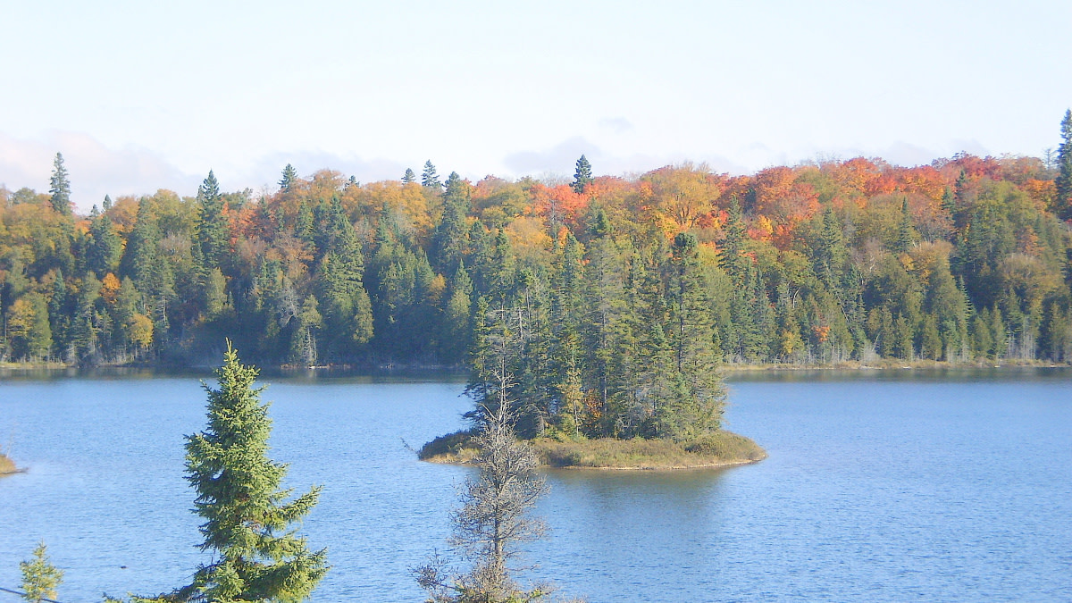 Minnesota Woman Killed by Black Bear on Remote Island