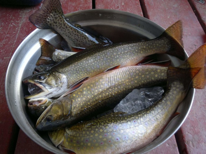 The Brook Trout Spawn Controversy: Does Fishing Have a Negative Effect?