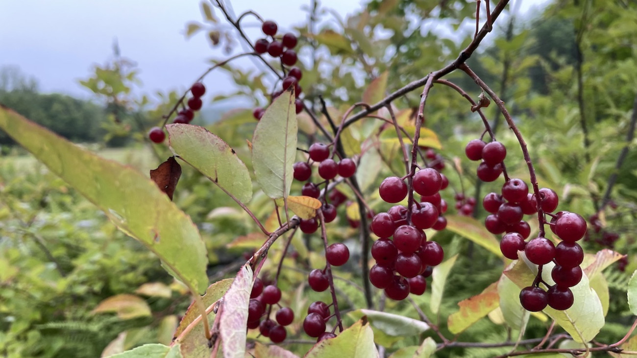 How to Forage for Wild Cherries