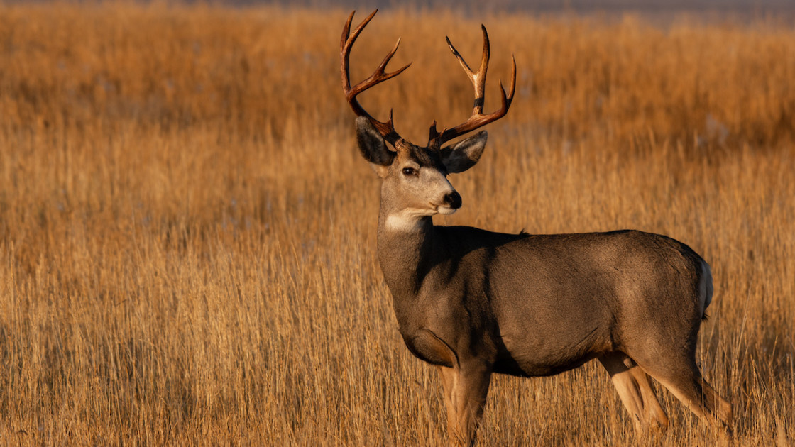 Poacher’s License Suspended 35 Years After Hunting Buddy Turns Him In ...