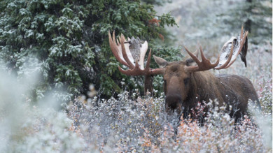 Ask a Warden: What’s the Highest Scoring Animal You’ve Confiscated?