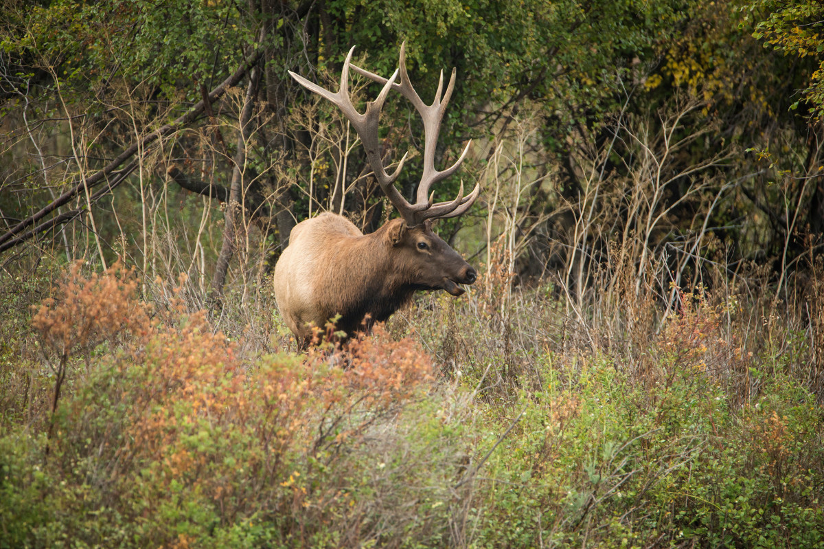 Study Suggests Elk Hate Bark Beetle Deadfall as Much as You