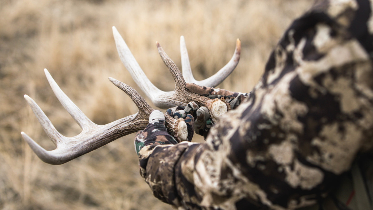 How Shed Hunting Can Help You Fill Tags