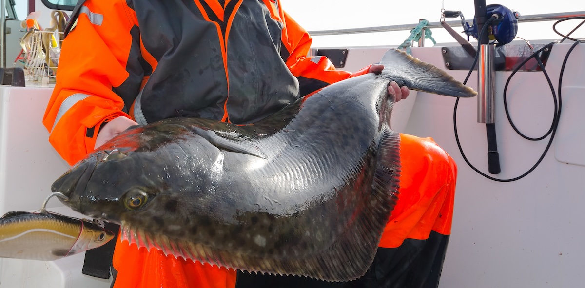halibut fishing