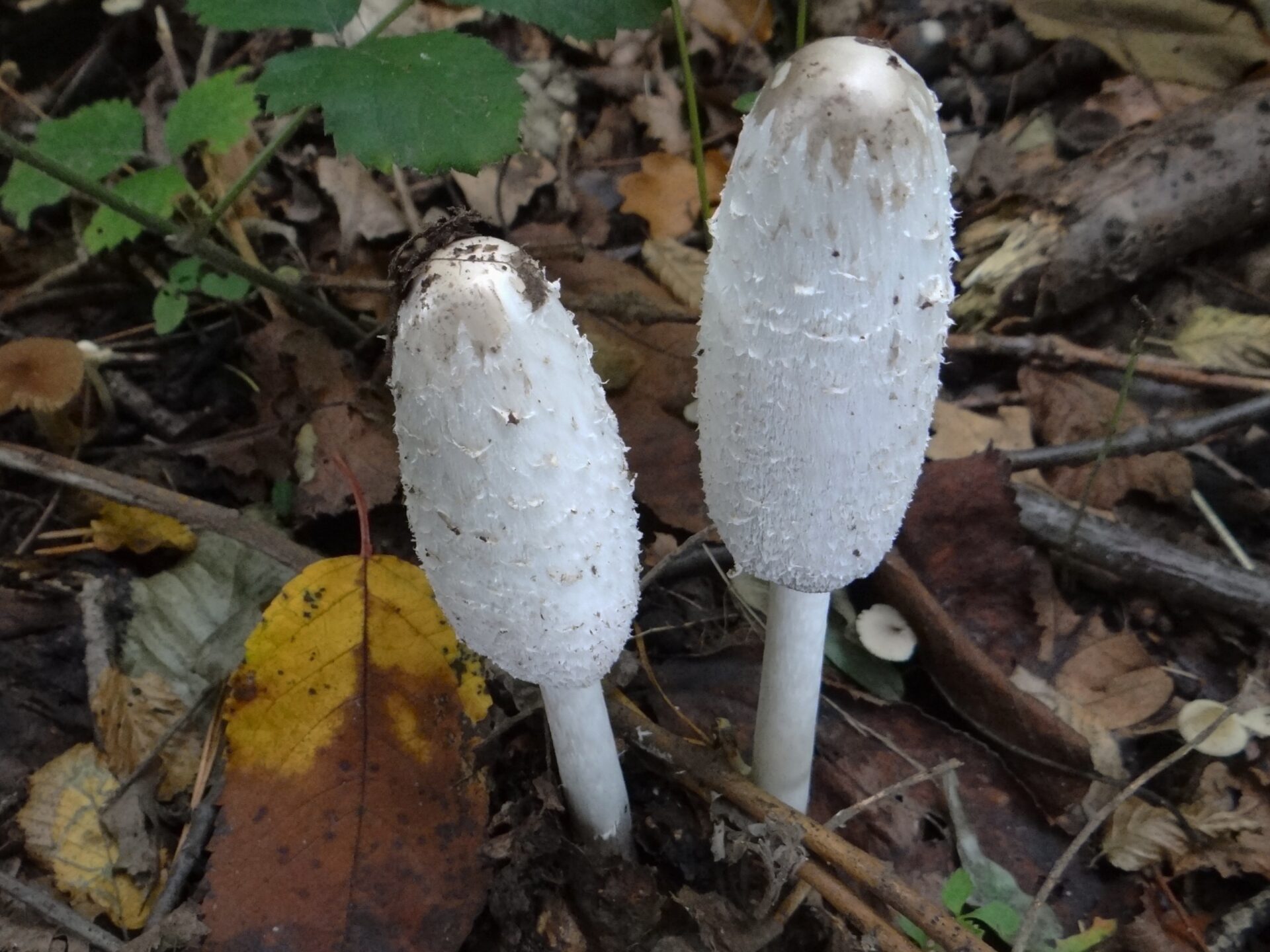 fall mushrooms