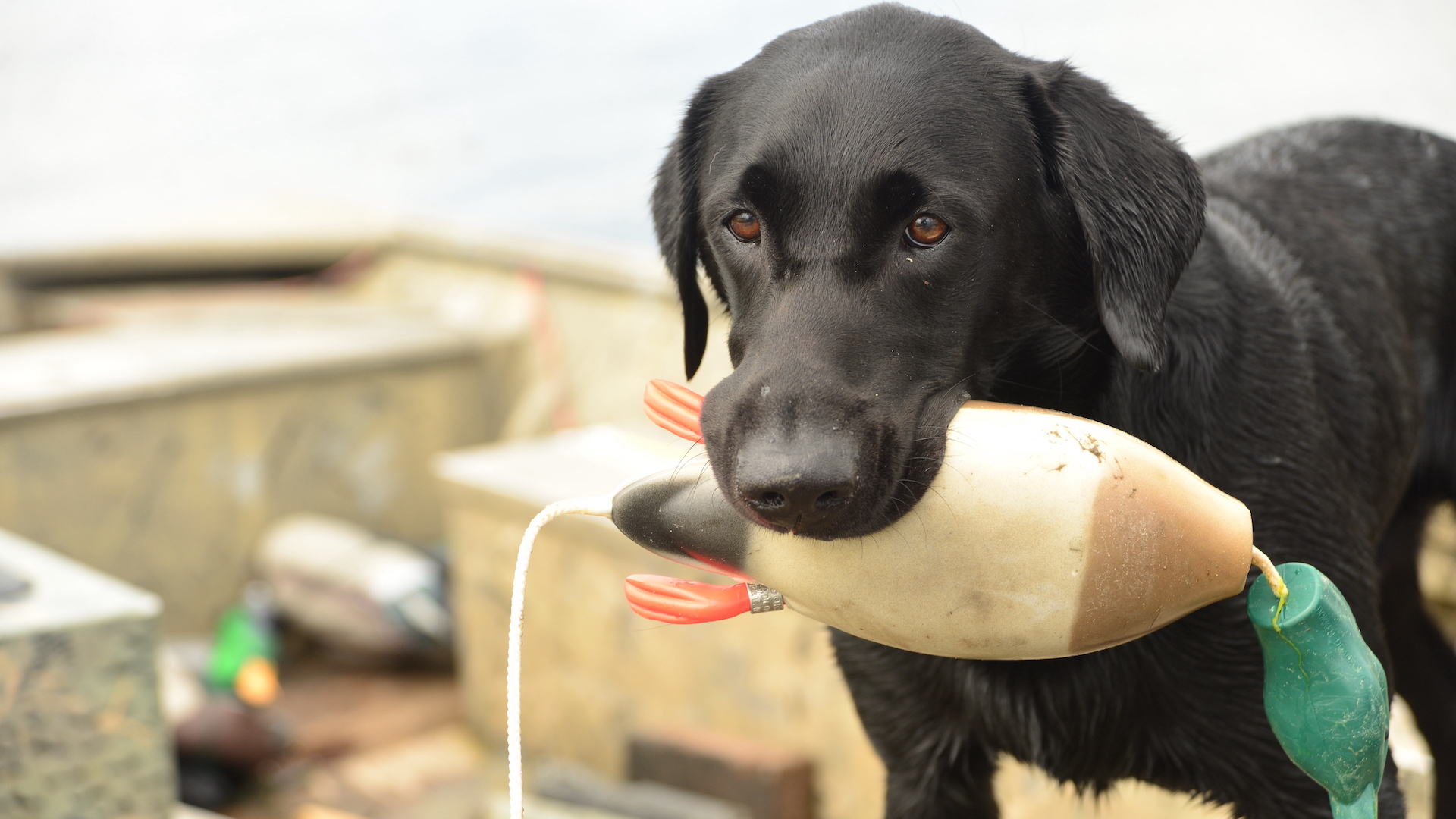 How To Train An Upland Retriever To Hunt Ducks | MeatEater Hunting