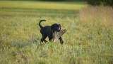How to Encourage Prey Drive in Retriever Puppies