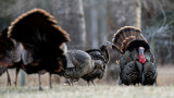 Bird Flu Discovered in Wild Turkeys for First Time Ever