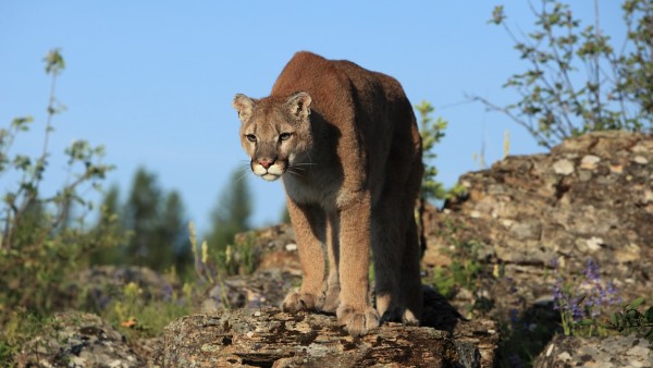 Mountain Lion Hunting Ban Fails in Colorado